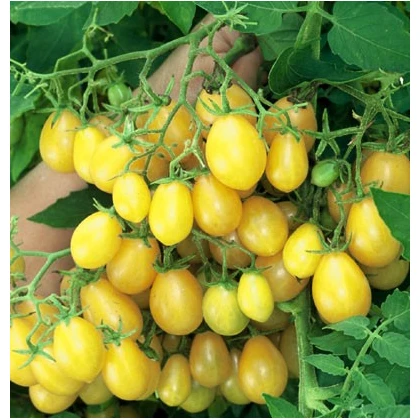 Rajče Ildi - Lycopersicon Esculentum - semena - 10 Ks