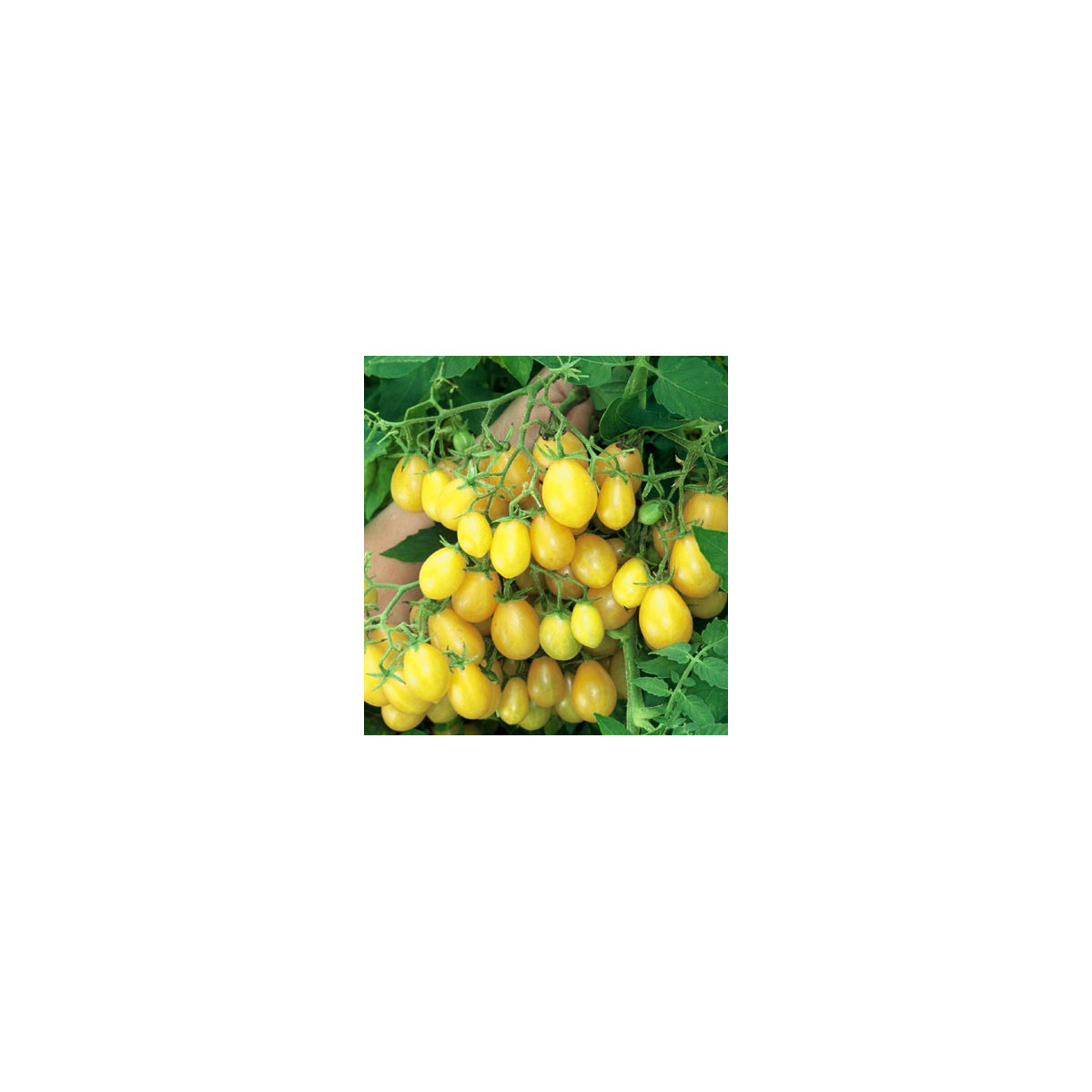 Rajče Ildi - Lycopersicon Esculentum - semena - 10 Ks