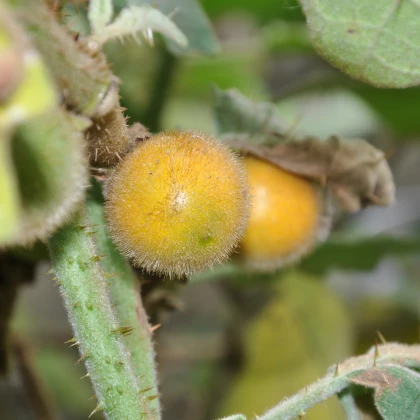 Teron Asam - Solanum lasiocarpum - semena - 5 ks