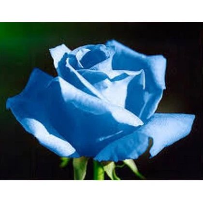 Růže popínavá světle modrá - Rosa - semena - 5 ks