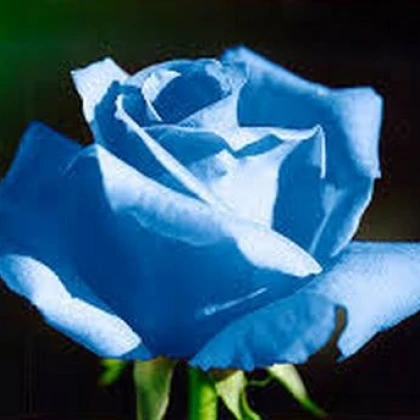 Růže popínavá světle modrá - Rosa - semena - 5 ks