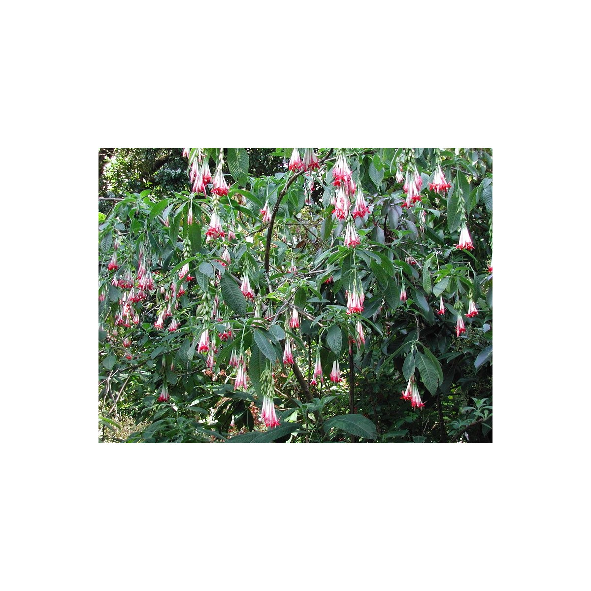Fuchsie bolívijská bílá - Fuchsia boliviana - semena fuchsie - 10 ks