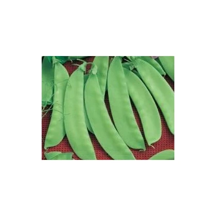 Hrách cukrový Jessy - Pisum sativum - semena - 20 gr