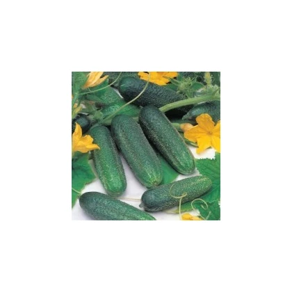 BIO Okurka Palladium F1 - semena - 4 ks