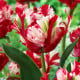 Tulipán Estella Rijnveld - Tulipa - cibuloviny - 3 ks