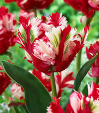 Tulipán Estella Rijnveld - Tulipa - cibuloviny - 3 ks