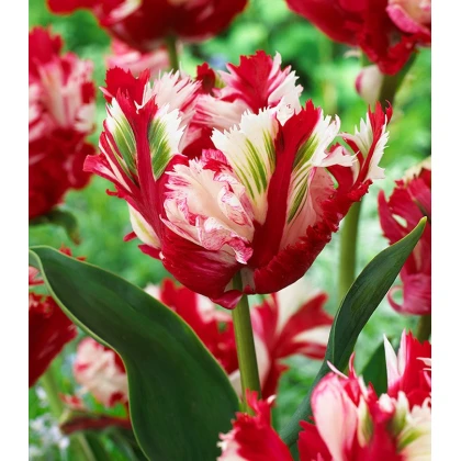 Tulipán Estella Rijnveld - Tulipa - cibuloviny - 3 ks