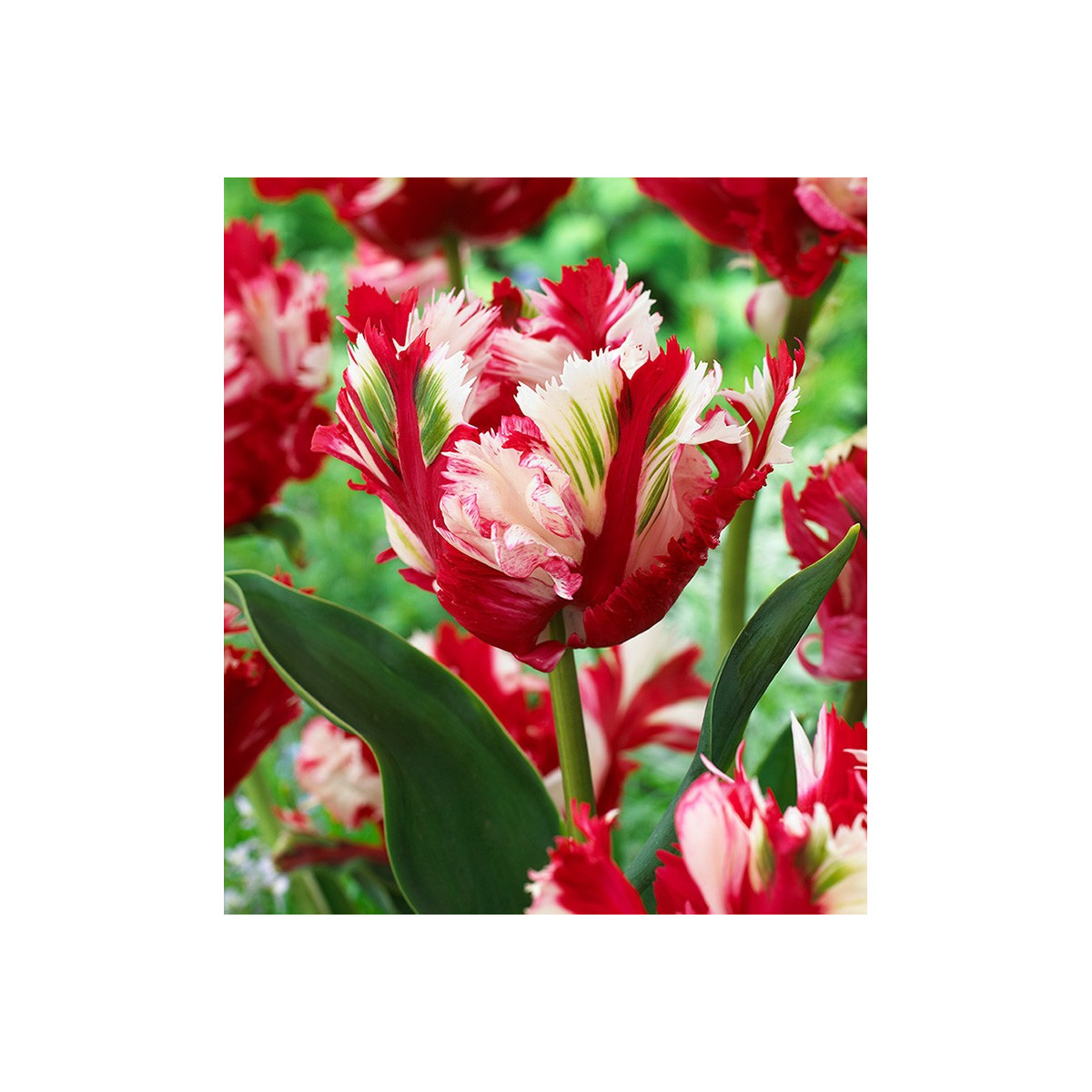 Tulipán Estella Rijnveld - Tulipa - cibuloviny - 3 ks