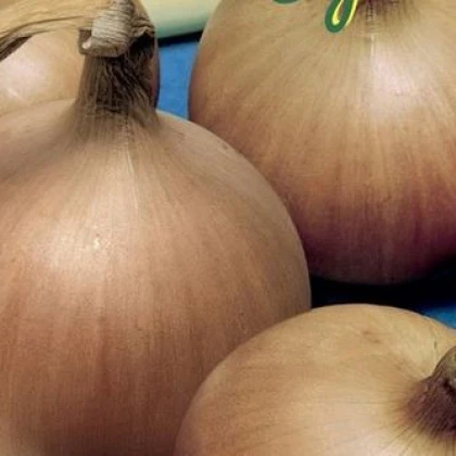 Cibule jarní Signum - allium cepa - semena - 0,5 g
