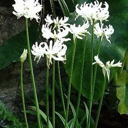 Nerine bílá - Nerine alba - hlízy nerine - 1 ks