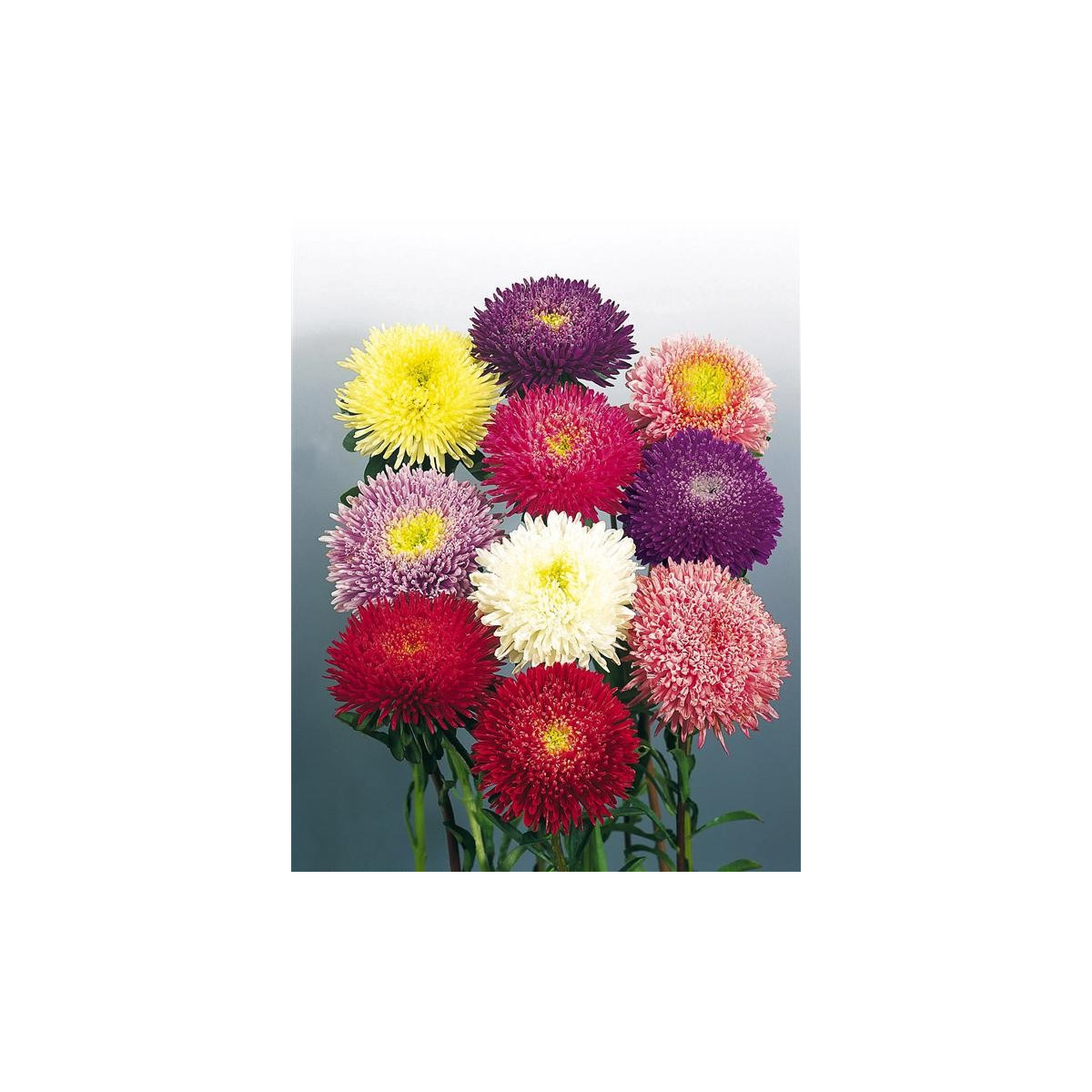 Astra čínská Princezna směs barev - semena - 1 gr