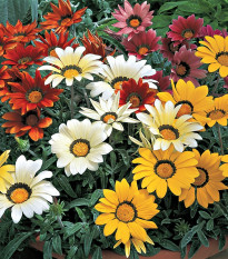Gazánie zářivá směs barev - Gazania splendes - semena - 50 ks
