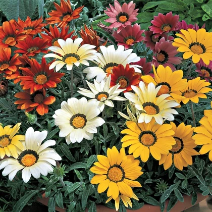 Gazánie zářivá směs barev - Gazania splendes - semena - 50 ks
