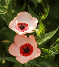 Len velkokvětý Charmer Salmon - Linum grandiflorum - semena - 20 ks