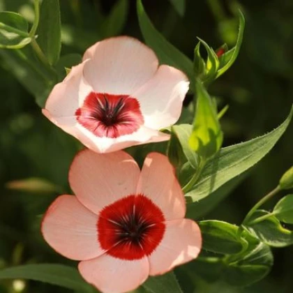 Len velkokvětý Charmer Salmon - Linum grandiflorum - semena - 20 ks