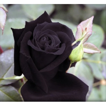 Růže černá Maroon -Rosa - semena - 5 ks
