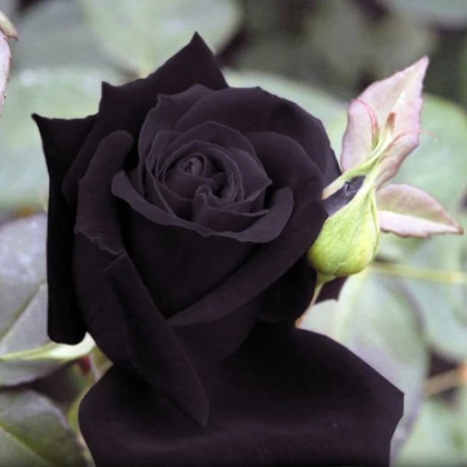 Růže černá Maroon -Rosa - semena - 5 ks