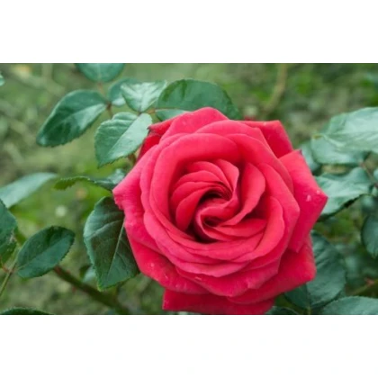 Růže popínavá červená - Rosa - semena - 5 ks