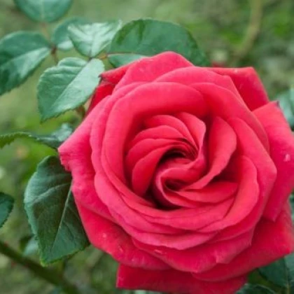 Růže popínavá červená - Rosa - semena - 5 ks