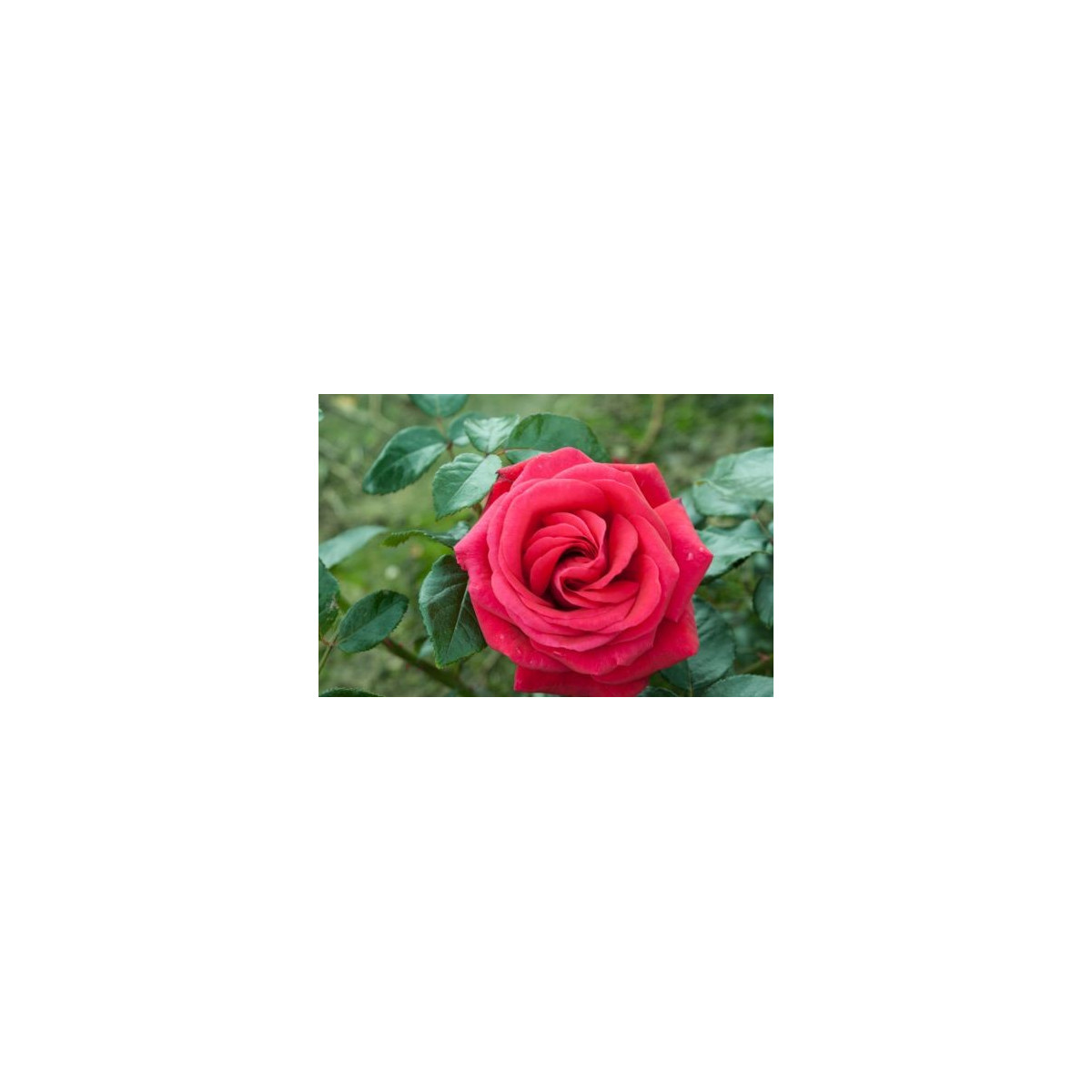 Růže popínavá červená - Rosa - semena - 5 ks