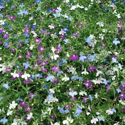 Lobelka drobná směs - Lobelia erinus - semena - 1000 ks