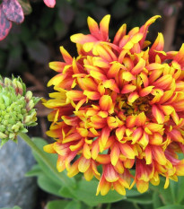 Kokarda jednoduchá Sundance - Gaillardia pulchella - semena - 0,1 g
