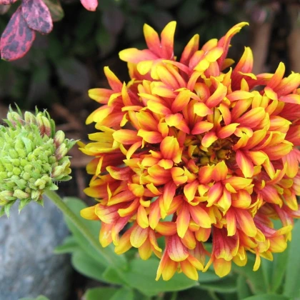 Kokarda jednoduchá Sundance - Gaillardia pulchella - semena - 0,1 g