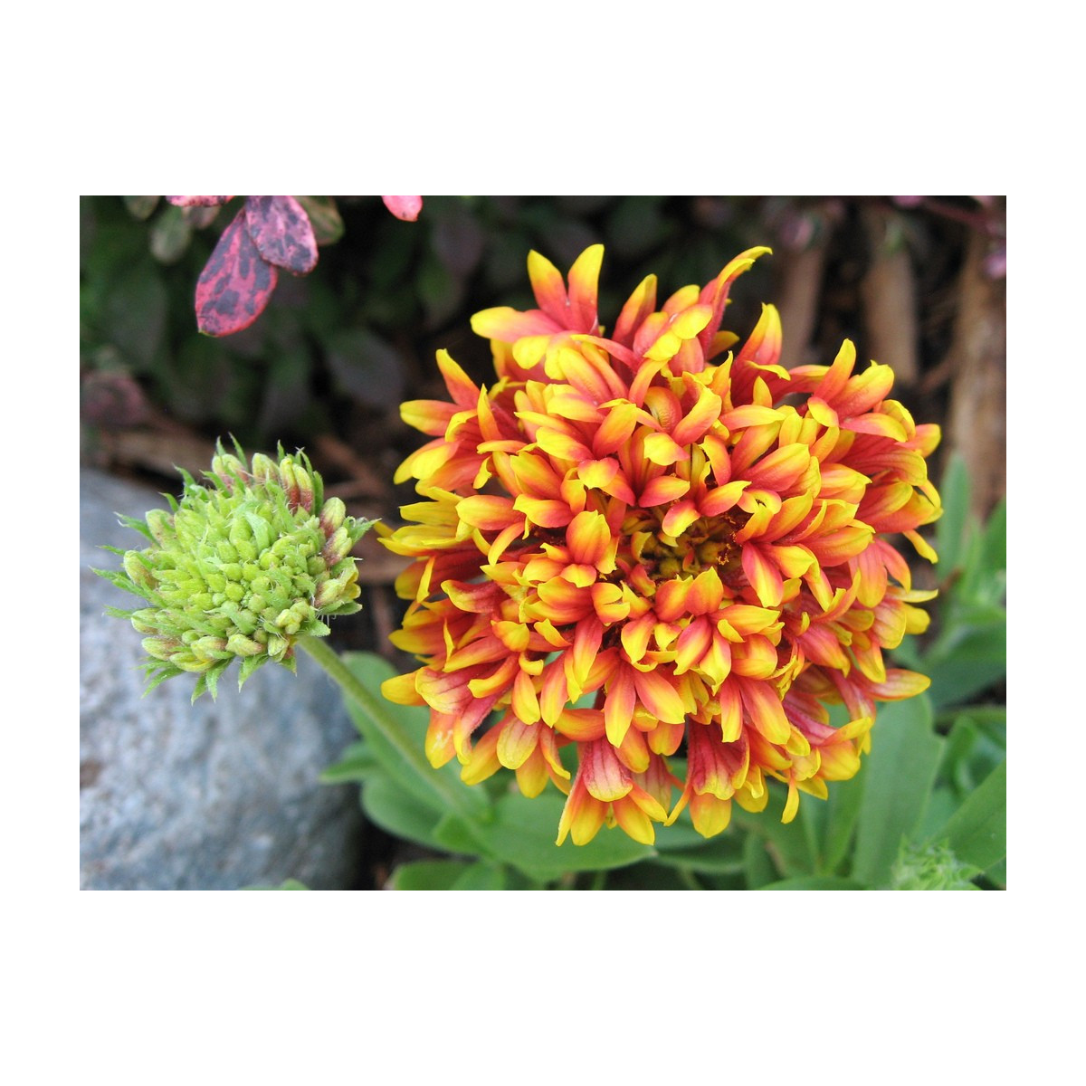 Kokarda jednoduchá Sundance - Gaillardia pulchella - semena - 0,1 g