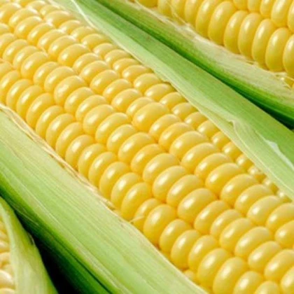 Kukuřice cukrová Tasty Sweet F1 - Zea Mays - semena - 16 ks