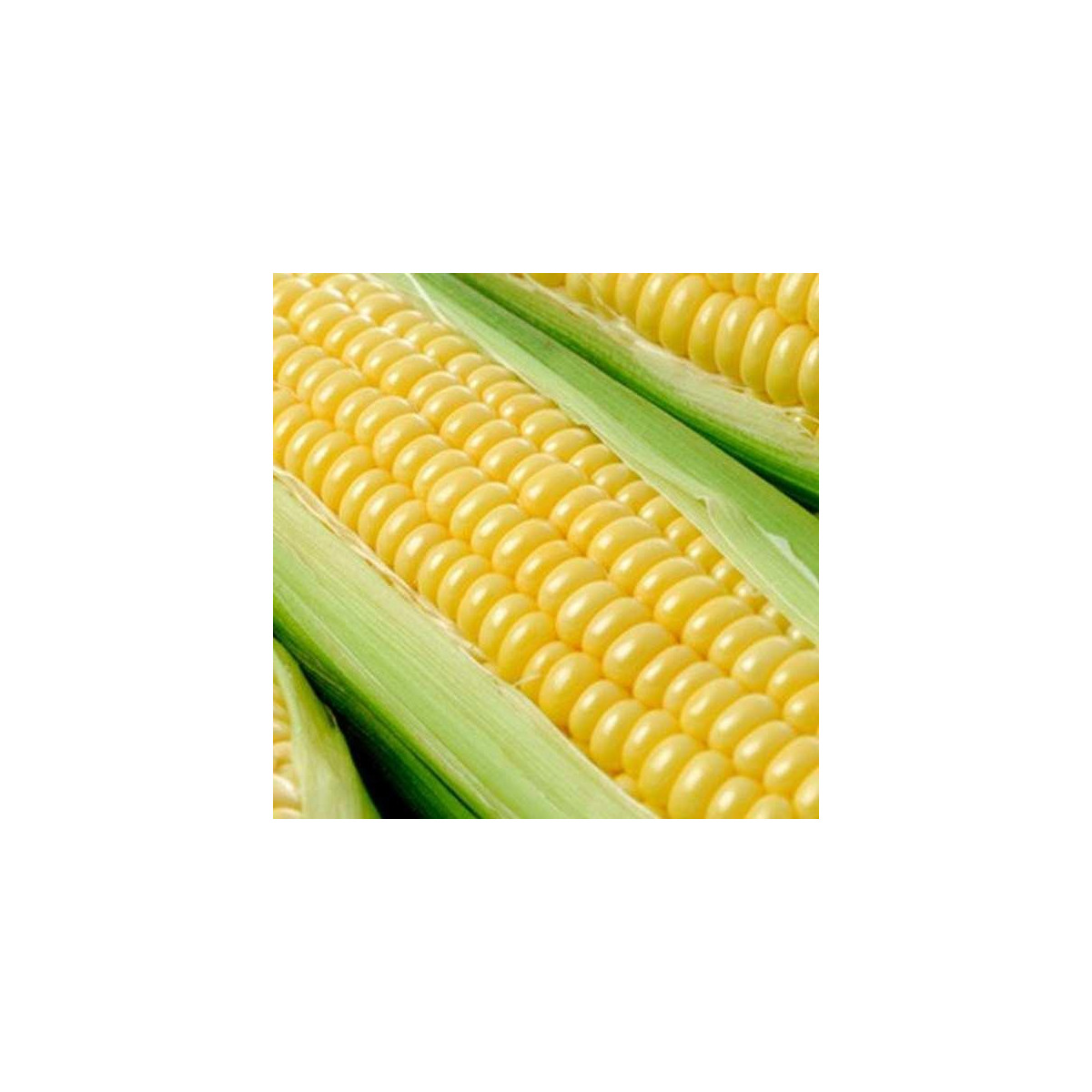 Kukuřice cukrová Tasty Sweet F1 - Zea Mays - semena - 16 ks