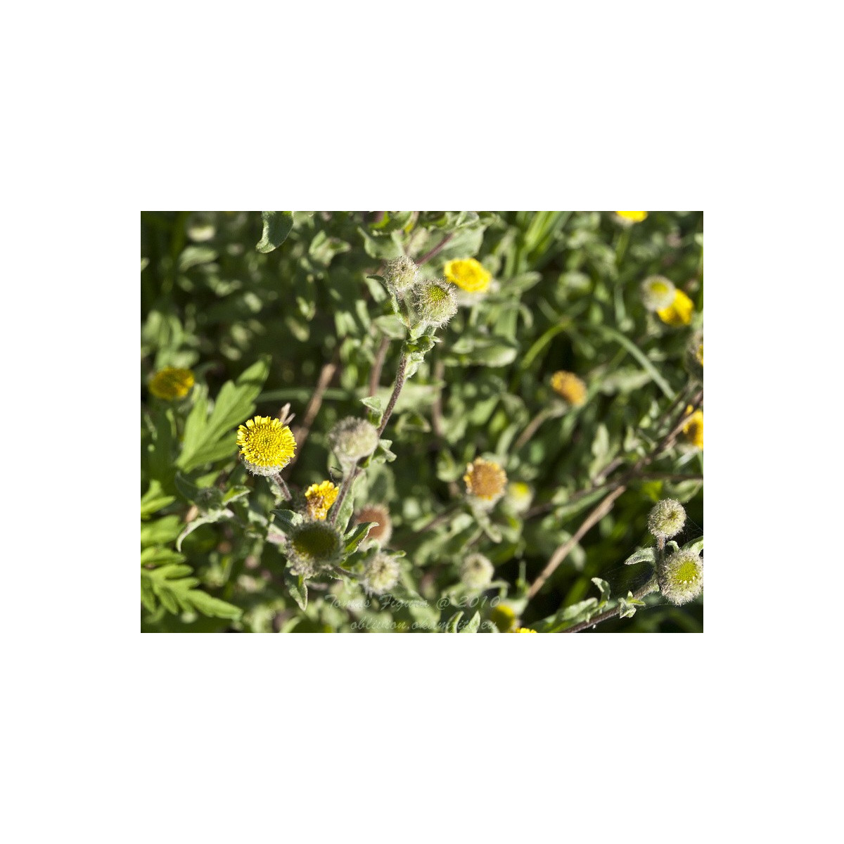 Blešník obecný - Pulicaria vulgaris - semena blešníku - 50 ks