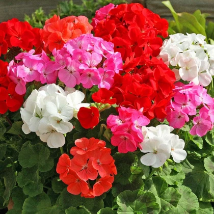 Muškát zahradní Cabaret F2 směs - pelargonium hortorum- semena - 6 ks