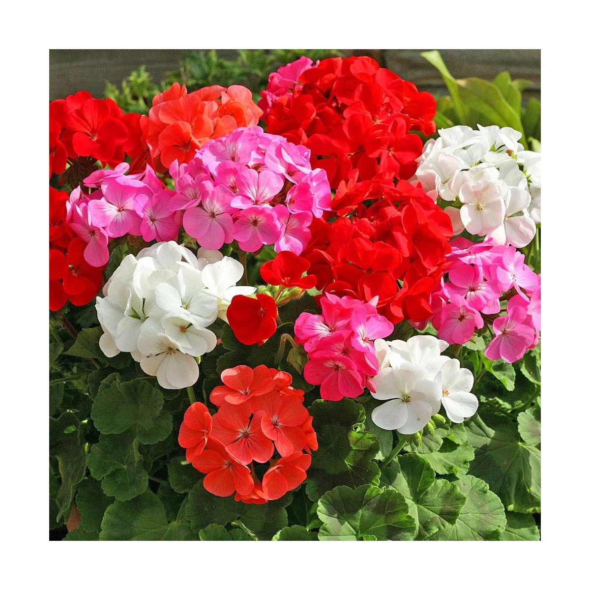 Muškát zahradní Cabaret F2 směs - pelargonium hortorum- semena - 6 ks