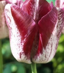 Tulipán Modern Style - okrasné cibuloviny - 3 Ks
