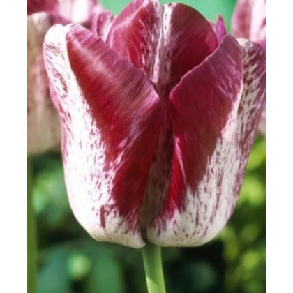 Tulipán Modern Style - okrasné cibuloviny - 3 Ks
