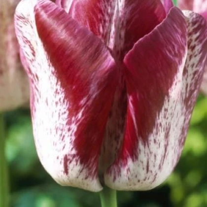 Tulipán Modern Style - okrasné cibuloviny - 3 Ks