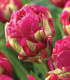 Tulipán Negrita double - okrasné cibuloviny - 3 Ks