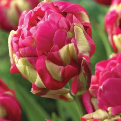 Tulipán Negrita double - okrasné cibuloviny - 3 Ks