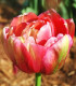 Tulipán Negrita double - okrasné cibuloviny - 3 Ks