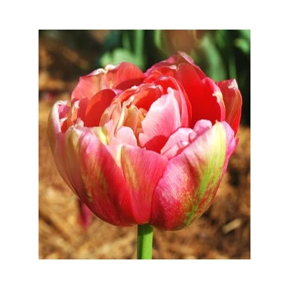 Tulipán Negrita double - okrasné cibuloviny - 3 Ks