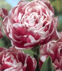 Tulipán Wirosa - Tulipa - cibuloviny - 3 ks