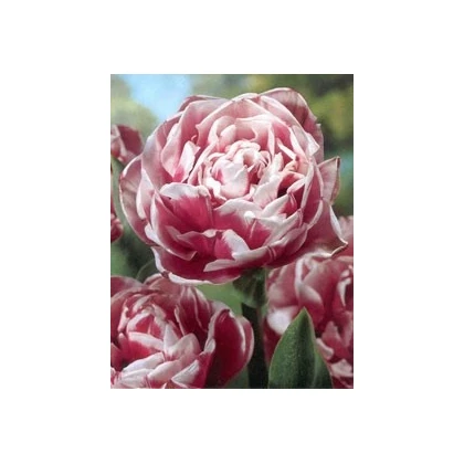 Tulipán Wirosa - Tulipa - cibuloviny - 3 ks