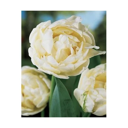 Tulipán Mount Tacoma - Tulipa - cibuloviny - 3 ks