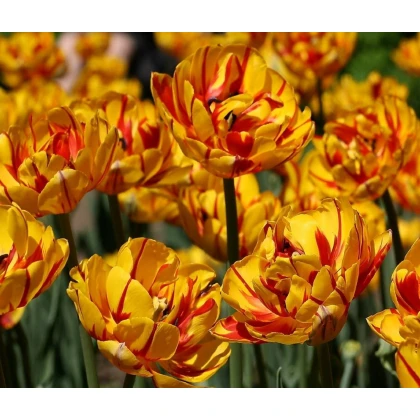 Tulipán Golden Nizza - Tulipa - cibuloviny - 3 ks