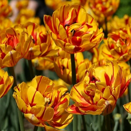 Tulipán Golden Nizza - Tulipa - cibuloviny - 3 ks