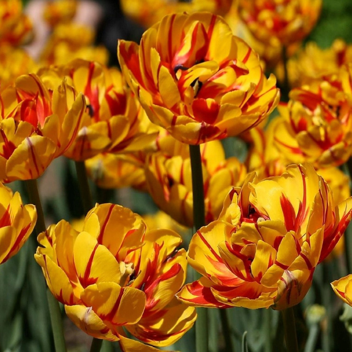 Tulipán Golden Nizza - Tulipa - cibuloviny - 3 ks