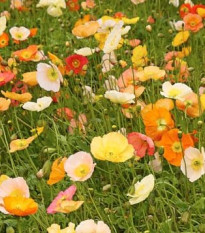 Mák nahoprutý Champagne Bubbles - Papaver nudicaule - semena - 10 ks