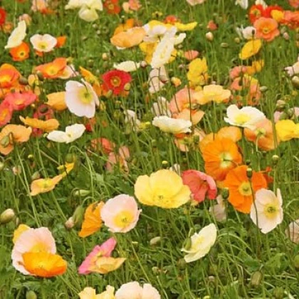 Mák nahoprutý Champagne Bubbles - Papaver nudicaule - semena - 10 ks