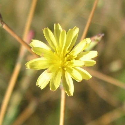 Locika kompasová - Lactuca serriola - semena - 10 ks