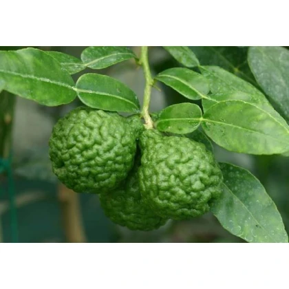 Kafrová limetka - Citrus hystrix - semena - 3 ks